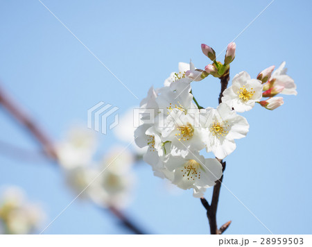 桜 さくら サクラ 28959503