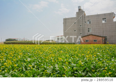 台湾 台南 小麦 28959510