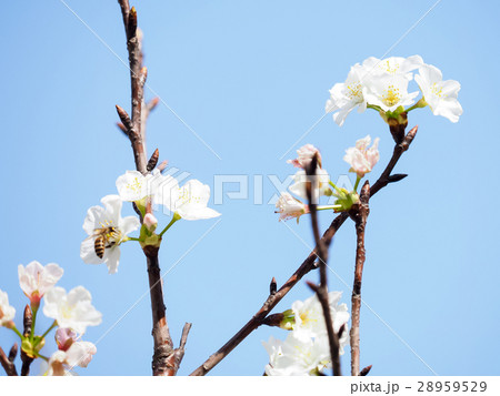 桜 さくら サクラ 28959529
