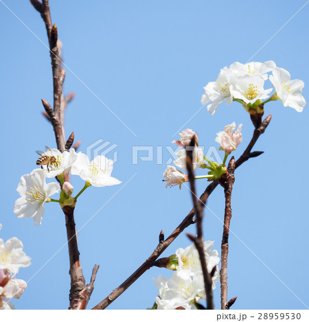 桜 さくら サクラ 28959530