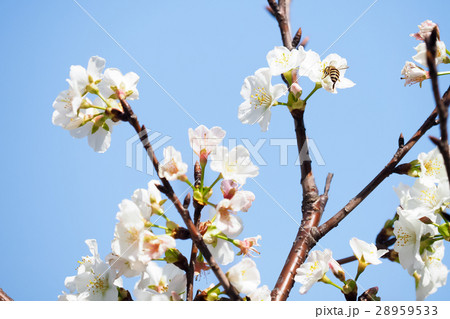 桜 さくら サクラ 28959533