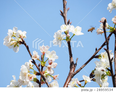 桜 さくら サクラ 28959534