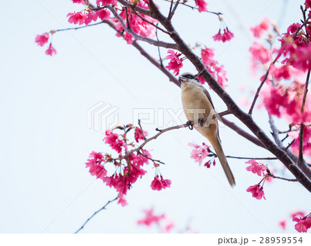 桜 さくら サクラ 28959554