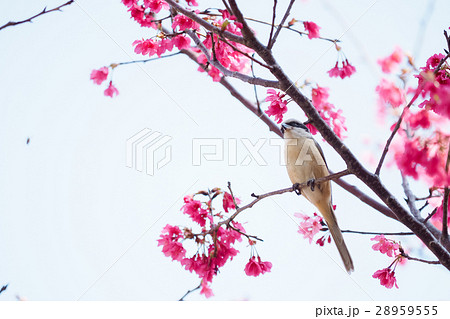 桜 さくら サクラ 28959555