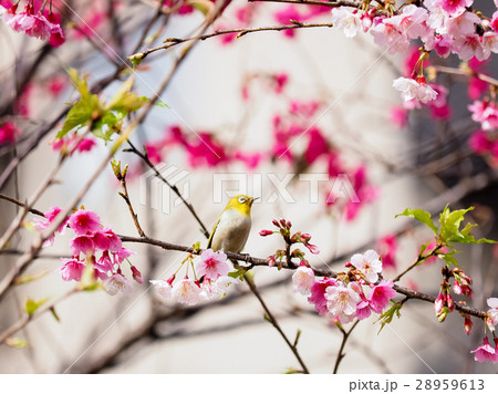桜 さくら サクラ 28959613
