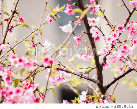 桜 さくら サクラ 28959618