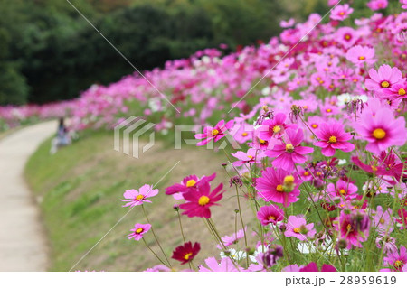 コスモス (センセーション) その37。 Cosmos flowerの写真素材 [28959619] - PIXTA