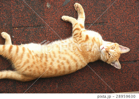 猫 ねこ ネコ 28959630