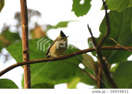 鳥綱 台湾 腰掛け 28959631