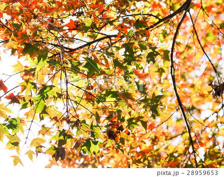 楓 カエデ メープル 28959653