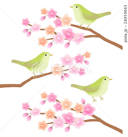 桜とウグイスのイラスト素材 28959663 Pixta