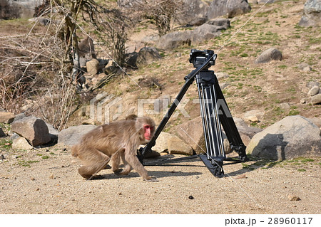 野生の猿(カメラの三脚を取ろうとしている) 28960117