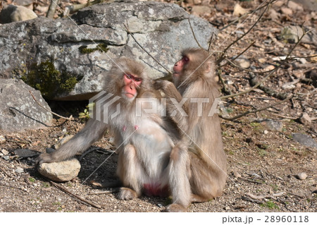 二頭の猿、毛づくろい 28960118
