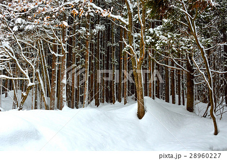 伏伸の滝周辺景 伏伸の滝周辺景 28960227