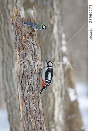 アカゲラとシジュウカラ Great Spotted Woodpecker アカゲラとシジュウカラ Great Spotted Woodpecker 28960273