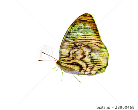 butterfly wood texture wing isolated butterfly wood texture wing isolated 28960469