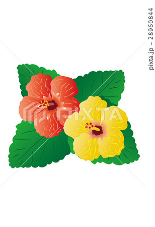 夏の風物詩ハイビスカス 28960844