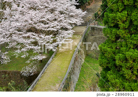 八勢眼鏡橋と桜 28960911