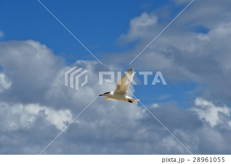 青空を気持ちよさそうに羽ばたくエリグロアジサシ 28961055