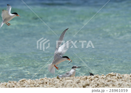 子ベニアジサシにエサを分ける親ベニアジサシ 28961059