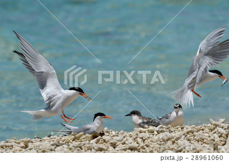 エサをとって戻って来たベニアジサシ 28961060