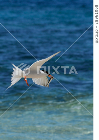 小魚をくわえたベニアジサシの飛翔 28961068