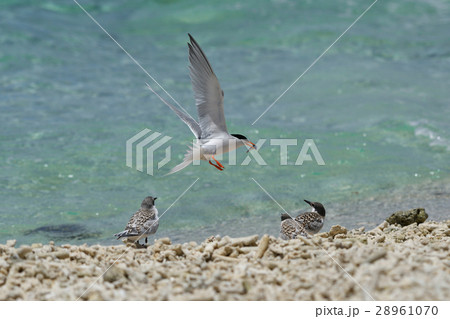 子ベニアジサシにエサを分けるため戻った親ベニアジサシ 28961070