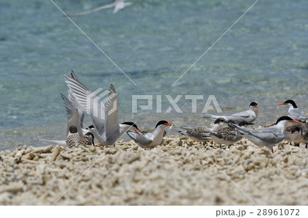 子ベニアジサシにエサを分けるため戻った親ベニアジサシ 28961072
