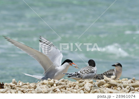 子ベニアジサシにエサを分け与える親ベニアジサシ 28961074
