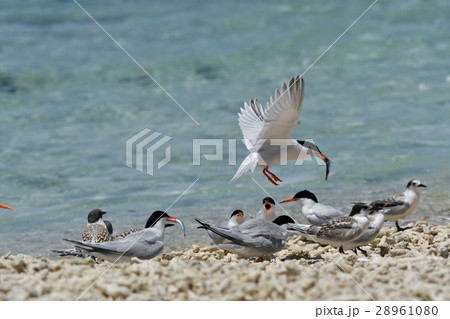 子ベニアジサシにエサを分けるため戻った親ベニアジサシ 28961080