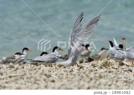 ベニアジサシの群れ 28961082