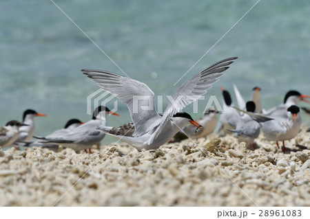 小魚をとり戻って来たベニアジサシ 28961083