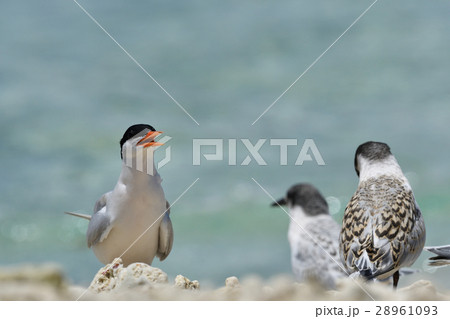 ベニアジサシと幼鳥 28961093