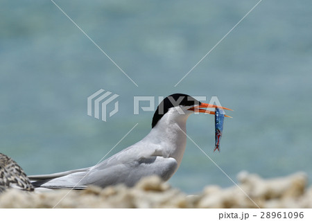 小魚をくわえるベニアジサシ 28961096