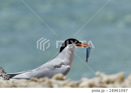 小魚をくわえるベニアジサシ 28961097