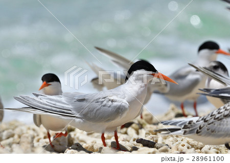 ベニアジサシの群れ 28961100