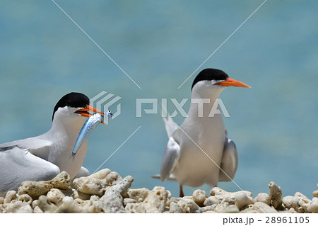 小イワシをくわえるベニアジサシ 28961105