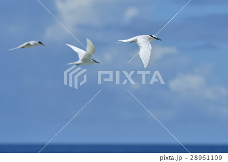 気持ちよさそうに羽ばたくエリグロアジサシ 気持ちよさそうに羽ばたくエリグロアジサシ 28961109