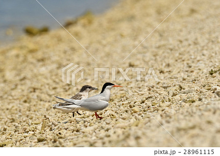 ベニアジサシと幼鳥 28961115