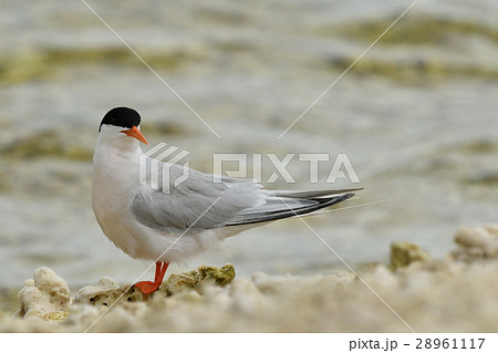 ベニアジサシ ベニアジサシ 28961117