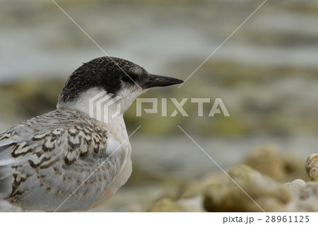 ベニアジサシの幼鳥 ベニアジサシの幼鳥 28961125