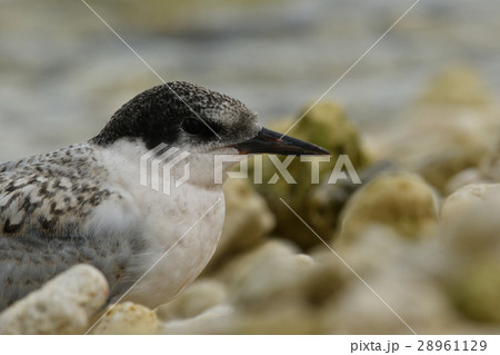 ベニアジサシの幼鳥アップ 28961129