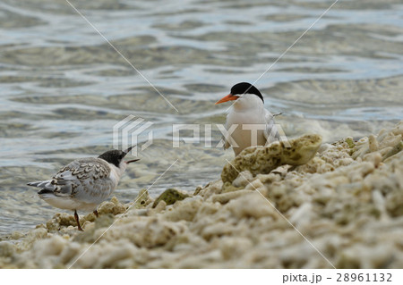 ベニアジサシと幼鳥 28961132