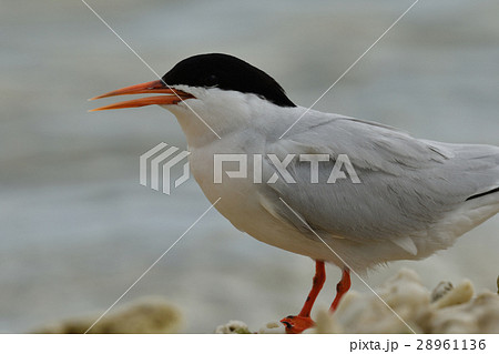 ベニアジサシ 28961136