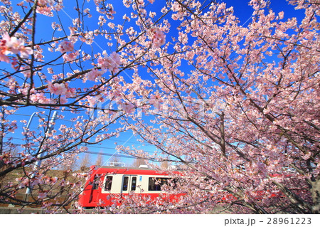 河津桜と京急 28961223