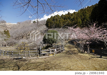 最明寺史跡公園（松田町） 28961940