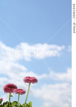 チロリアンデージー 28961946