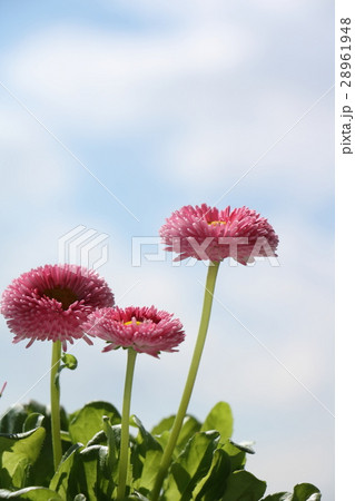 チロリアンデージー 28961948