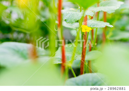 After flowering is developing a small After flowering is developing a small 28962881