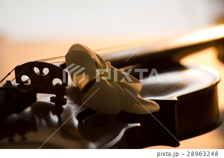 Plumeria put on a beautiful violin chic dream. Cut 28963248